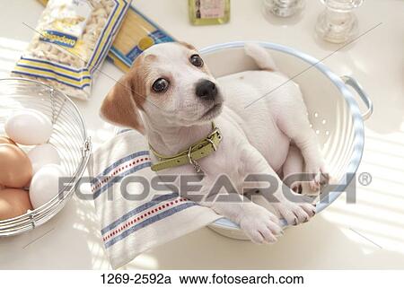 High angle view of a Jack Russell Terrier puppy sitting in a bucket View Large Photo Image Stock Image - High angle view of a Jack Russell Terrier puppy sitting in a bucket. Fotosearch