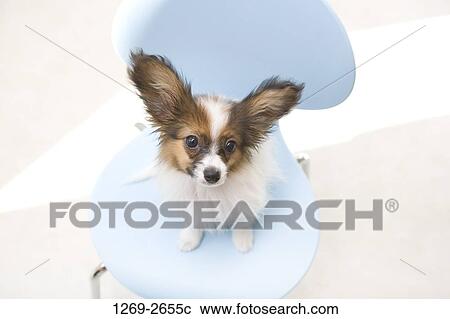 Stock Image - High angle view of a Papillon puppy sitting on a chair. Fotosearch