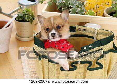 High angle view of a Pembroke Welsh Corgi puppy in a bag View Large Photo Image Stock Image - High angle view of a Pembroke Welsh Corgi puppy in a bag. Fotosearch