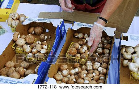 High angle view of a person sorting mushrooms at a farmer's market, Wyoming, USA View Large Photo Image Stock Photo - High angle view of a person sorting mushrooms at a farmer's market, Wyoming, USA. Fotosearch