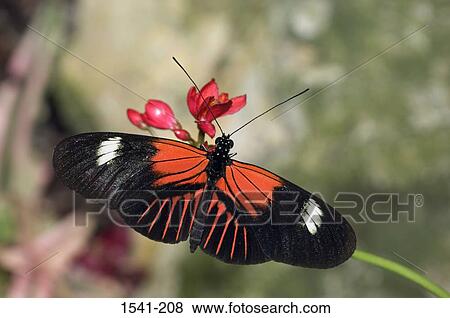 High angle view of a Postman butterfly (Heliconius melpomene) View Large Photo Image Stock Photo - High angle view of a Postman butterfly (Heliconius melpomene). Fotosearch