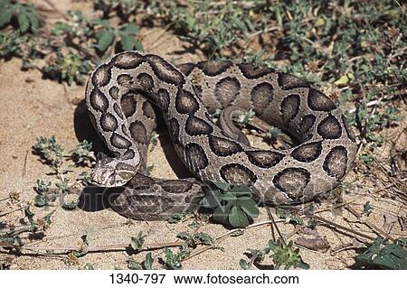 High angle view of a Russell's viper (Vipera russellii), India View Large Photo Image Stock Photo - High angle view of a Russell's viper (Vipera russellii), India. Fotosearch