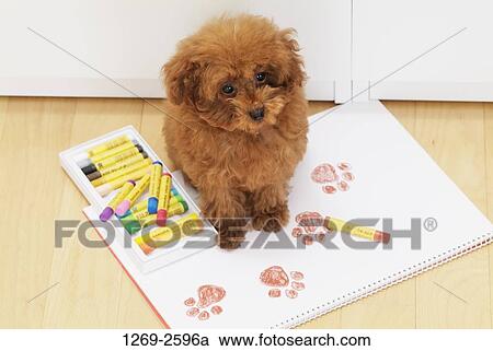 High angle view of a Toy poodle puppy sitting on a sketch pad View Large Photo Image Stock Image - High angle view of a Toy poodle puppy sitting on a sketch pad. Fotosearch