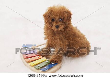 High angle view of a Toy poodle puppy sitting near a xylophone View Large Photo Image Stock Image - High angle view of a Toy poodle puppy sitting near a xylophone. Fotosearch