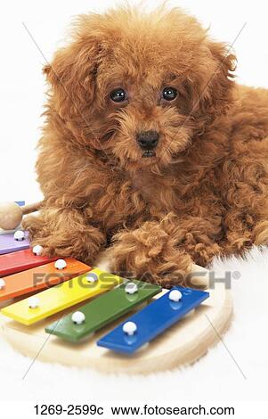 Stock Image - High angle view of a Toy poodle puppy playing a xylophone. Fotosearch