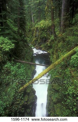 Picture - High angle view of a waterfall in a forest, Sol Duc Falls, Sol Duc River, Olympic National Park, Washington State, USA. Fotosearch