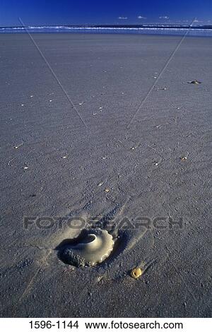 High angle view of a whelk egg case on the beach, Fort Matanzas National Monument, Florida, USA View Large Photo Image Picture - High angle view of a whelk egg case on the beach, Fort Matanzas National Monument, Florida, USA. Fotosearch