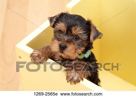 High angle view of a Yorkshire Terrier puppy in a wooden box View Large Photo Image Stock Image - High angle view of a Yorkshire Terrier puppy in a wooden box. Fotosearch