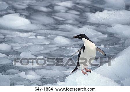 Picture - High angle view of an Adelie penguin (Pygoscelis adeliae) on ice, Antarctica. Fotosearch
