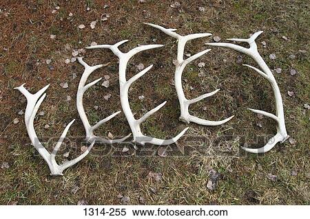 High angle view of elk antlers View Large Photo Image Stock Photography - High angle view of elk antlers. Fotosearch