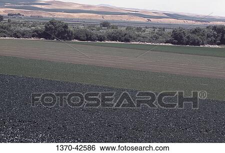 High angle view of fields of cauliflower and lettuce, Salinas, California, USA View Large Photo Image Stock Photograph - High angle view of fields of cauliflower and lettuce, Salinas, California, USA. Fotosearch