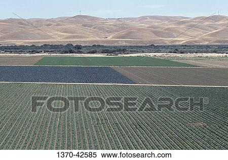 High angle view of fields of cauliflower and lettuce, Salinas, California, USA View Large Photo Image Stock Photography - High angle view of fields of cauliflower and lettuce, Salinas, California, USA. Fotosearch