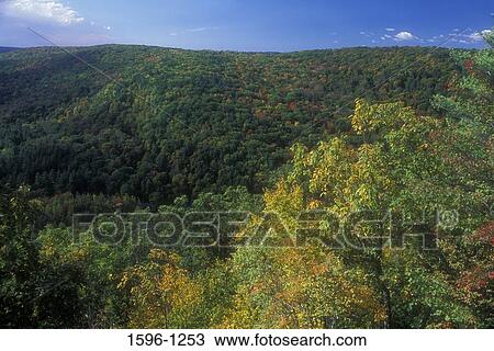 High angle view of trees in a forest, Peoples State Forest, Connecticut, USA View Large Photo Image Stock Image - High angle view of trees in a forest, Peoples State Forest, Connecticut, USA. Fotosearch