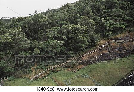 High angle view of trees in a forest, Parson's Valley, Nilgiri Biosphere Reserve, Nilgiris, Tamil Nadu, India View Large Photo Image Stock Photo - High angle view of trees in a forest, Parson's Valley, Nilgiri Biosphere Reserve, Nilgiris, Tamil Nadu, India. Fotosearch