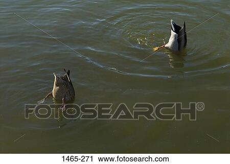 Stock Image - High angle view of two ducks hunting with their heads in water. Fotosearch