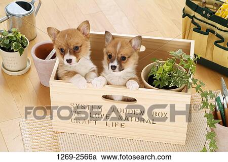 High angle view of two Pembroke Welsh Corgi puppies in a wooden box View Large Photo Image Stock Image - High angle view of two Pembroke Welsh Corgi puppies in a wooden box. Fotosearch