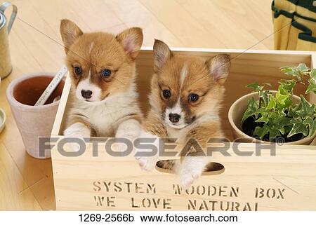 Stock Image - High angle view of two Pembroke Welsh Corgi puppies in a wooden box. Fotosearch