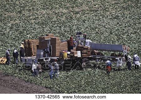 High angle view of workers harvesting head lettuce in a field, Salinas, California, USA View Large Photo Image Stock Photography - High angle view of workers harvesting head lettuce in a field, Salinas, California, USA. Fotosearch