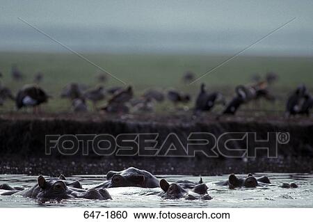 Stock Image - Hippopotamuses (Hippopotamus amphibius) in water, Kenya. Fotosearch