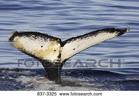 Humpback whale (Megaptera novaeangliae) breaching in the sea View Large Photo Image Stock Photography - Humpback whale (Megaptera novaeangliae) breaching in the sea. Fotosearch
