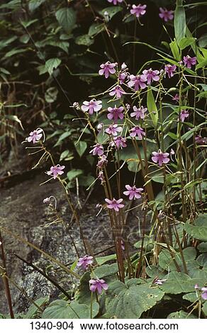 Impatiens wildflowers in a forest, Silent Valley National Park, Palakkad District, Kerala, India View Large Photo Image Picture - Impatiens wildflowers in a forest, Silent Valley National Park, Palakkad District, Kerala, India. Fotosearch