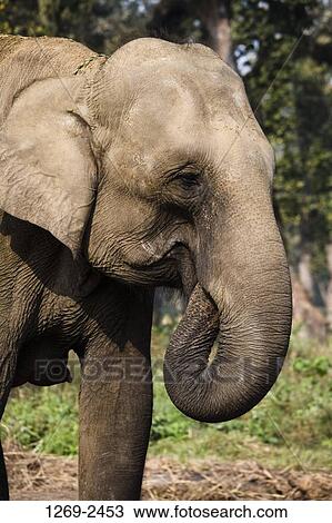 Indian elephant (Elephus maximus) in a forest, Royal Chitwan National Park, Nepal View Large Photo Image Stock Image - Indian elephant (Elephus maximus) in a forest, Royal Chitwan National Park, Nepal. Fotosearch