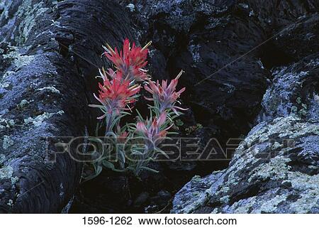 Indian Paintbrush (castilleja mutis) flowers blooming on rocks, North Crater Flow, Craters of the Moon National Monument, Idaho, USA View Large Photo Image Stock Image - Indian Paintbrush (castilleja mutis) flowers blooming on rocks, North Crater Flow, Craters of the Moon National Monument, Idaho, USA. Fotosearch