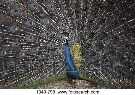 Stock Photo - Indian peacock (Pavo cristatus) with its feathers spread out, Tamil Nadu, India. Fotosearch