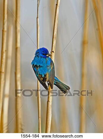 Indigo bunting (Passerina cyanea) perching on a bamboo View Large Photo Image Picture - Indigo bunting (Passerina cyanea) perching on a bamboo. Fotosearch