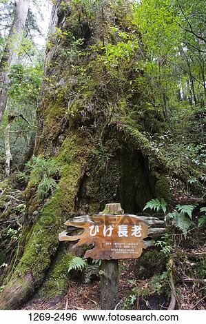 Information board in front of a Hige-Choro cedar tree, Yakusugi Forest, Yakushima Island, Kagoshima Prefecture, Japan View Large Photo Image Stock Photograph - Information board in front of a Hige-Choro cedar tree, Yakusugi Forest, Yakushima Island, Kagoshima Prefecture, Japan. Fotosearch