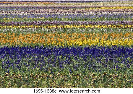 Iris flowers in a field, Keizer, Oregon, USA View Large Photo Image Stock Image - Iris flowers in a field, Keizer, Oregon, USA. Fotosearch