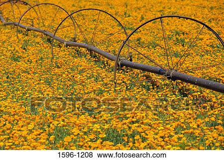 Irrigation equipment in a California Golden Poppy (Eschscholzia californica) field, Marion County, Oregon, USA View Large Photo Image Stock Photo - Irrigation equipment in a California Golden Poppy (Eschscholzia californica) field, Marion County, Oregon, USA. Fotosearch