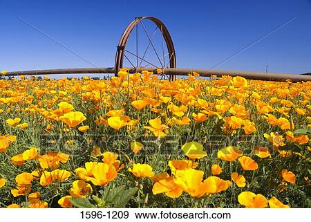 Stock Photo - Irrigation equipment in a California Golden Poppy (Eschscholzia californica) field, Marion County, Oregon, USA. Fotosearch