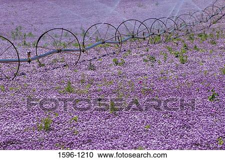 Stock Image - Irrigation equipment in a flower field, Marion County, Oregon, USA. Fotosearch