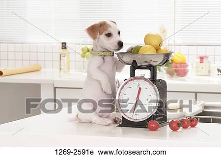 Jack Russell Terrier puppy looking at a weighing scale at a kitchen counter View Large Photo Image Stock Image - Jack Russell Terrier puppy looking at a weighing scale at a kitchen counter. Fotosearch