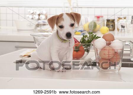 Jack Russell Terrier puppy sitting at a kitchen counter View Large Photo Image Stock Image - Jack Russell Terrier puppy sitting at a kitchen counter. Fotosearch