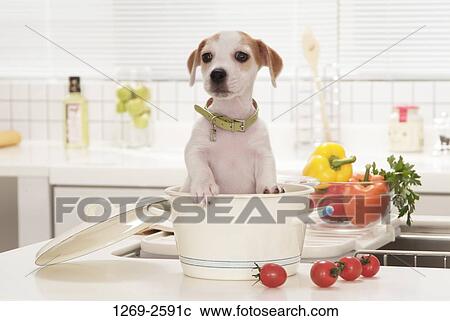 Jack Russell Terrier puppy sitting in a bucket at a kitchen counter View Large Photo Image Stock Image - Jack Russell Terrier puppy sitting in a bucket at a kitchen counter. Fotosearch