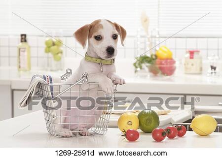 Jack Russell Terrier puppy sitting in a basket at a kitchen counter View Large Photo Image Stock Image - Jack Russell Terrier puppy sitting in a basket at a kitchen counter. Fotosearch