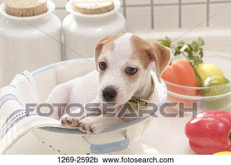 Jack Russell Terrier puppy sitting in a bucket View Large Photo Image Stock Image - Jack Russell Terrier puppy sitting in a bucket. Fotosearch