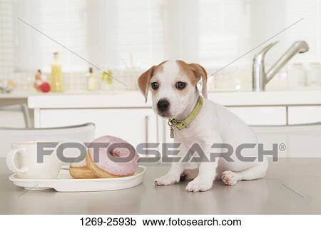 Jack Russell Terrier puppy sitting near a tray of donut View Large Photo Image Stock Image - Jack Russell Terrier puppy sitting near a tray of donut. Fotosearch