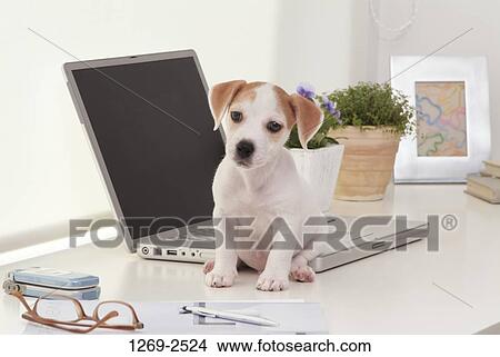 Jack Russell Terrier puppy sitting on a laptop View Large Photo Image Picture - Jack Russell Terrier puppy sitting on a laptop. Fotosearch