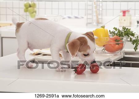 Jack Russell Terrier puppy smelling tomatoes View Large Photo Image Stock Image - Jack Russell Terrier puppy smelling tomatoes. Fotosearch