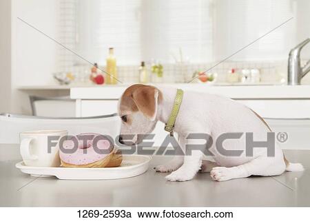Jack Russell Terrier puppy smelling donuts View Large Photo Image Stock Image - Jack Russell Terrier puppy smelling donuts. Fotosearch