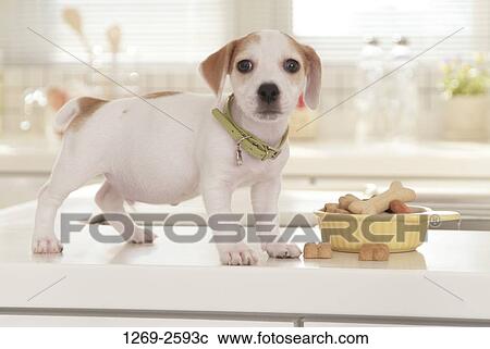 Jack Russell Terrier puppy with its food View Large Photo Image Stock Image - Jack Russell Terrier puppy with its food. Fotosearch