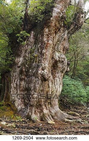 Jomonsugi cedar tree in a forest, Yakushima Island, Kagoshima Prefecture, Japan View Large Photo Image Picture - Jomonsugi cedar tree in a forest, Yakushima Island, Kagoshima Prefecture, Japan. Fotosearch