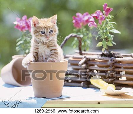 Kitten in a flower pot View Large Photo Image Stock Photograph - Kitten in a flower pot. Fotosearch