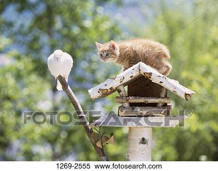 Stock Photography - Kitten on a birdhouse and looking at a pigeon. Fotosearch