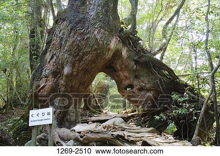 Kugurisugi cedar tree in a forest, Shiratani Unsuikyo, Yakushima Island, Kagoshima Prefecture, Japan View Large Photo Image Stock Image - Kugurisugi cedar tree in a forest, Shiratani Unsuikyo, Yakushima Island, Kagoshima Prefecture, Japan. Fotosearch