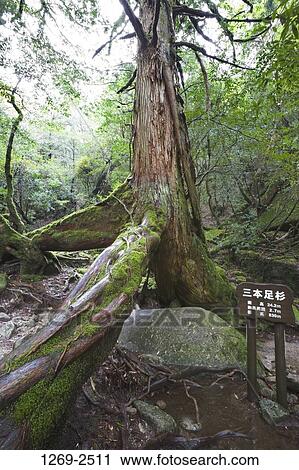 Kugurisugi cedar tree in a forest, Shiratani Unsuikyo, Yakushima Island, Kagoshima Prefecture, Japan View Large Photo Image Stock Image - Kugurisugi cedar tree in a forest, Shiratani Unsuikyo, Yakushima Island, Kagoshima Prefecture, Japan. Fotosearch