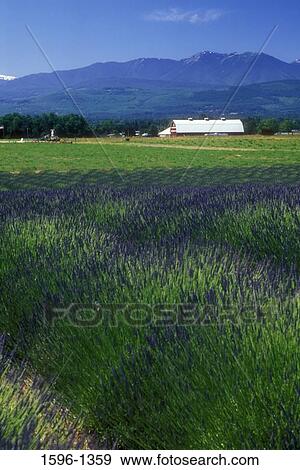 Lavenders in a field, Cutting Garden, Clallam County, Washington State, USA View Large Photo Image Stock Photo - Lavenders in a field, Cutting Garden, Clallam County, Washington State, USA. Fotosearch
